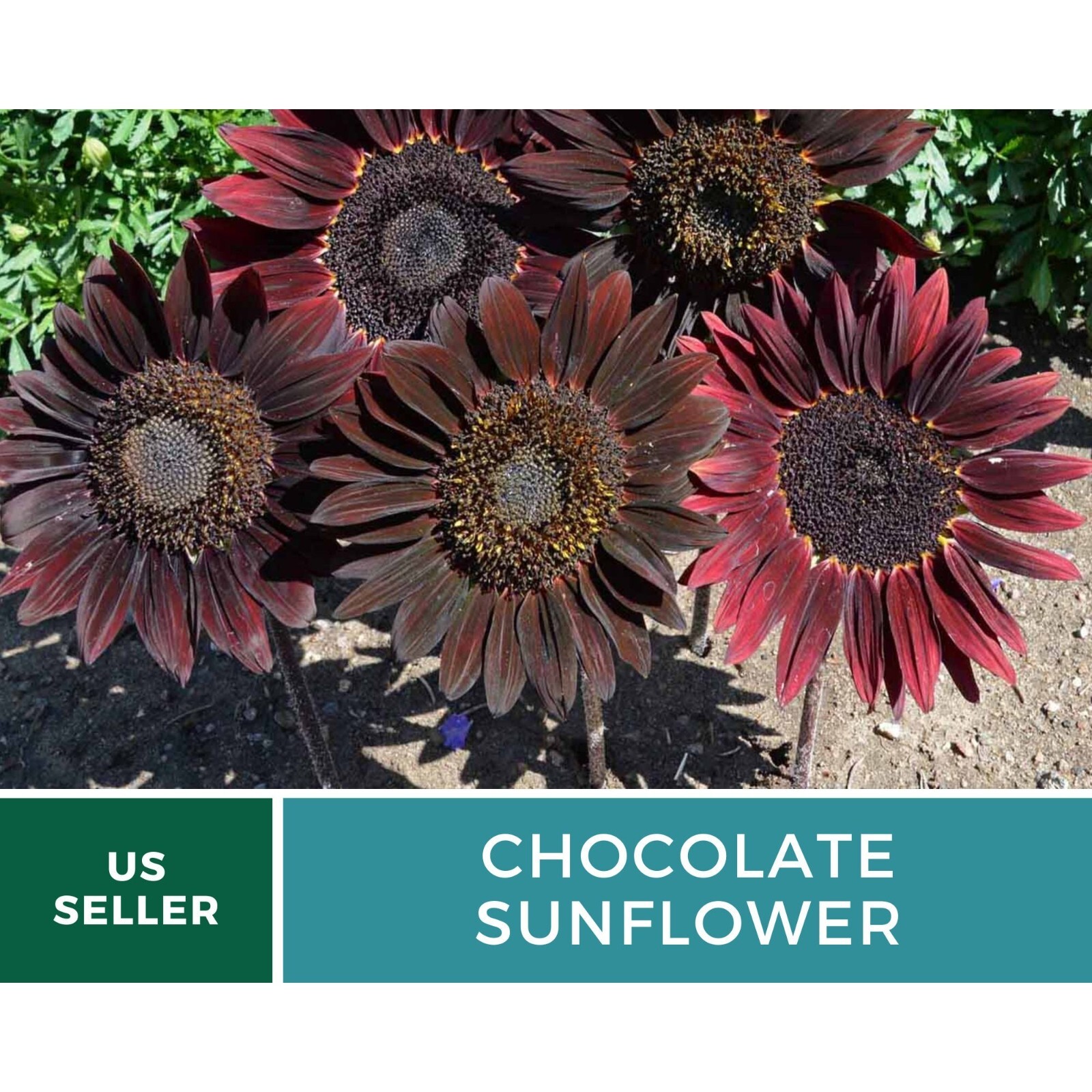 Sunflower, Chocolate – Heirloom Seeds – Fall Colors (Helianthus annuus)