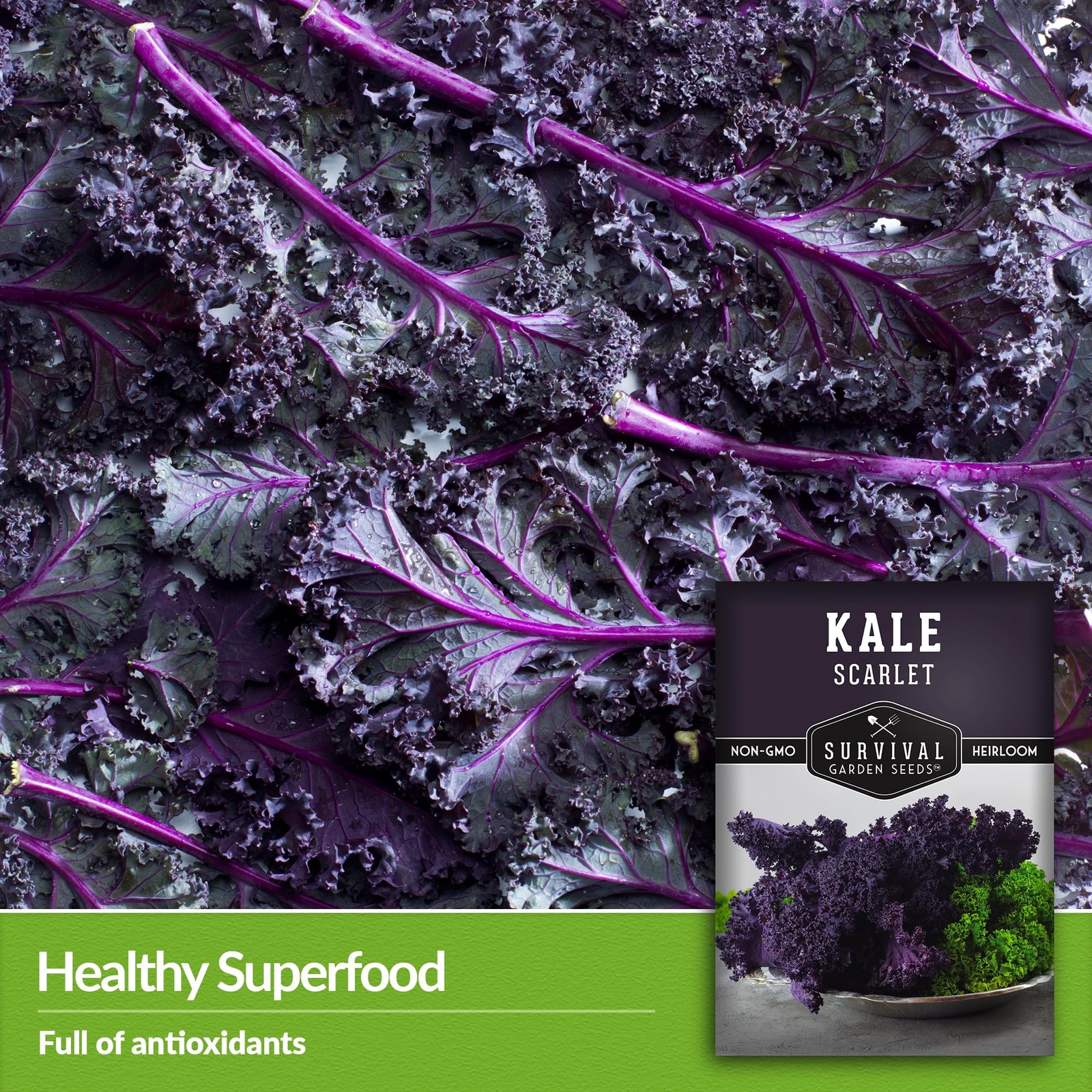 Scarlet Kale Seeds for Planting, Heirloom Purple Variety, 1 Pack