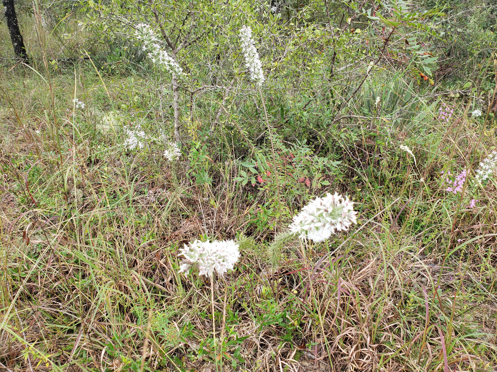 Elegant Blazingstar | 25 Seeds | Liatris Elegans | Gayfeather | White Flowering