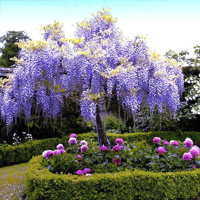 5 Chinese Blue Wisteria sinensis Tree Seeds Fast Climber Flower Vine Hardy Plant