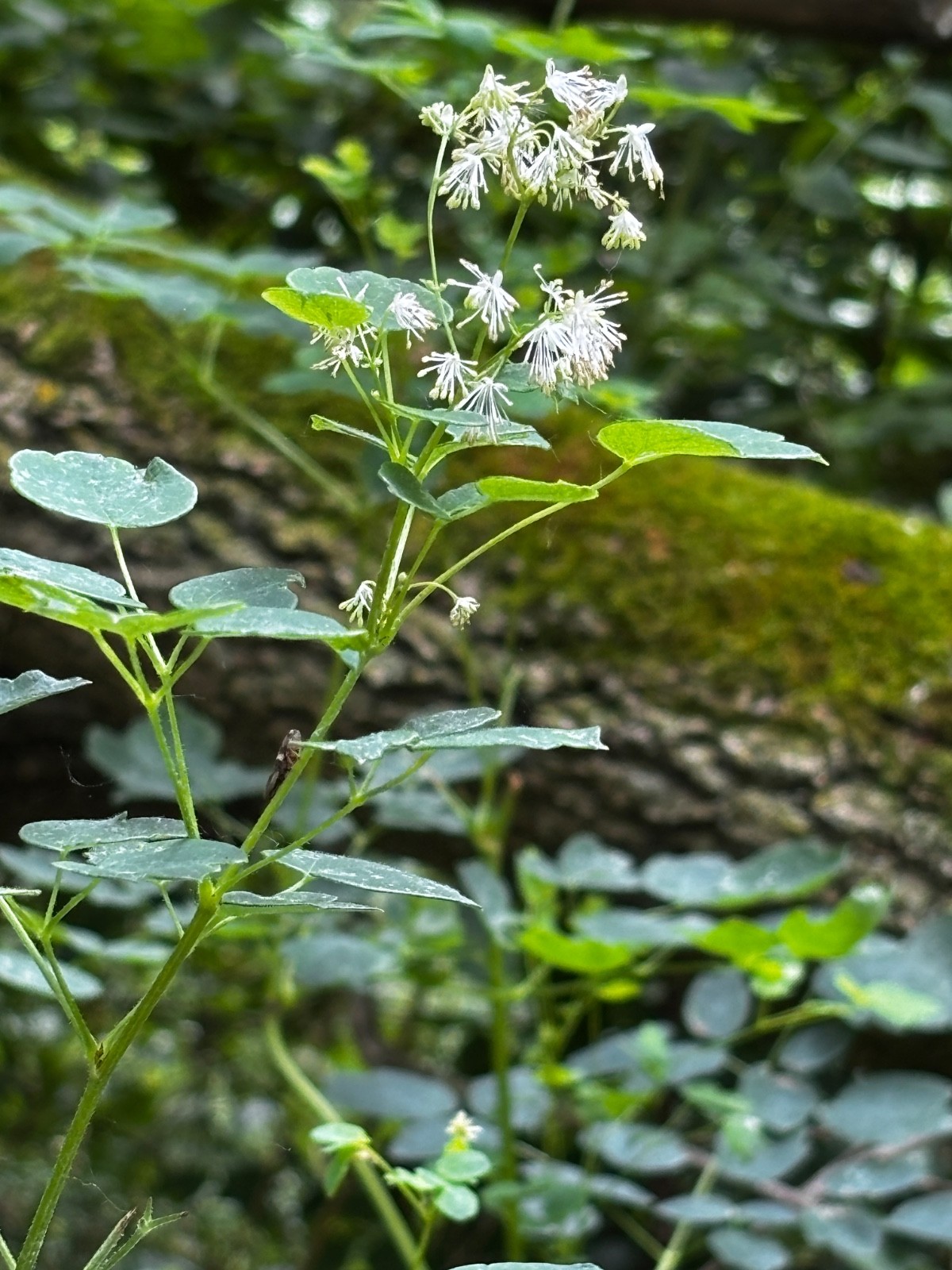 200+ Tall Meadow Rue Seed