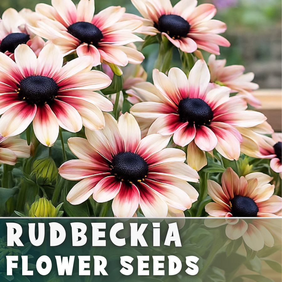 Pink Champagne Rudbeckia Seeds 125+ Seeds Annual Flower Seeds Garden