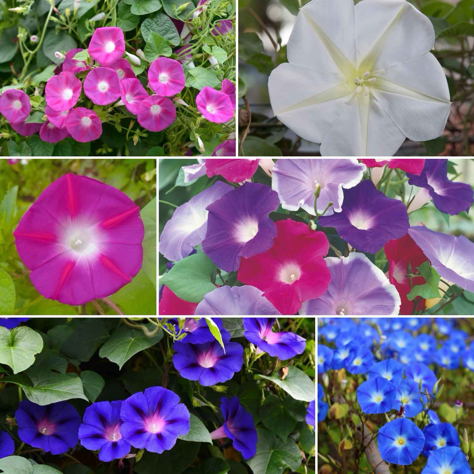 Morning Glory Seeds – 1000 pcs Mixed Color Blooms for Stunning Garden, Bulk