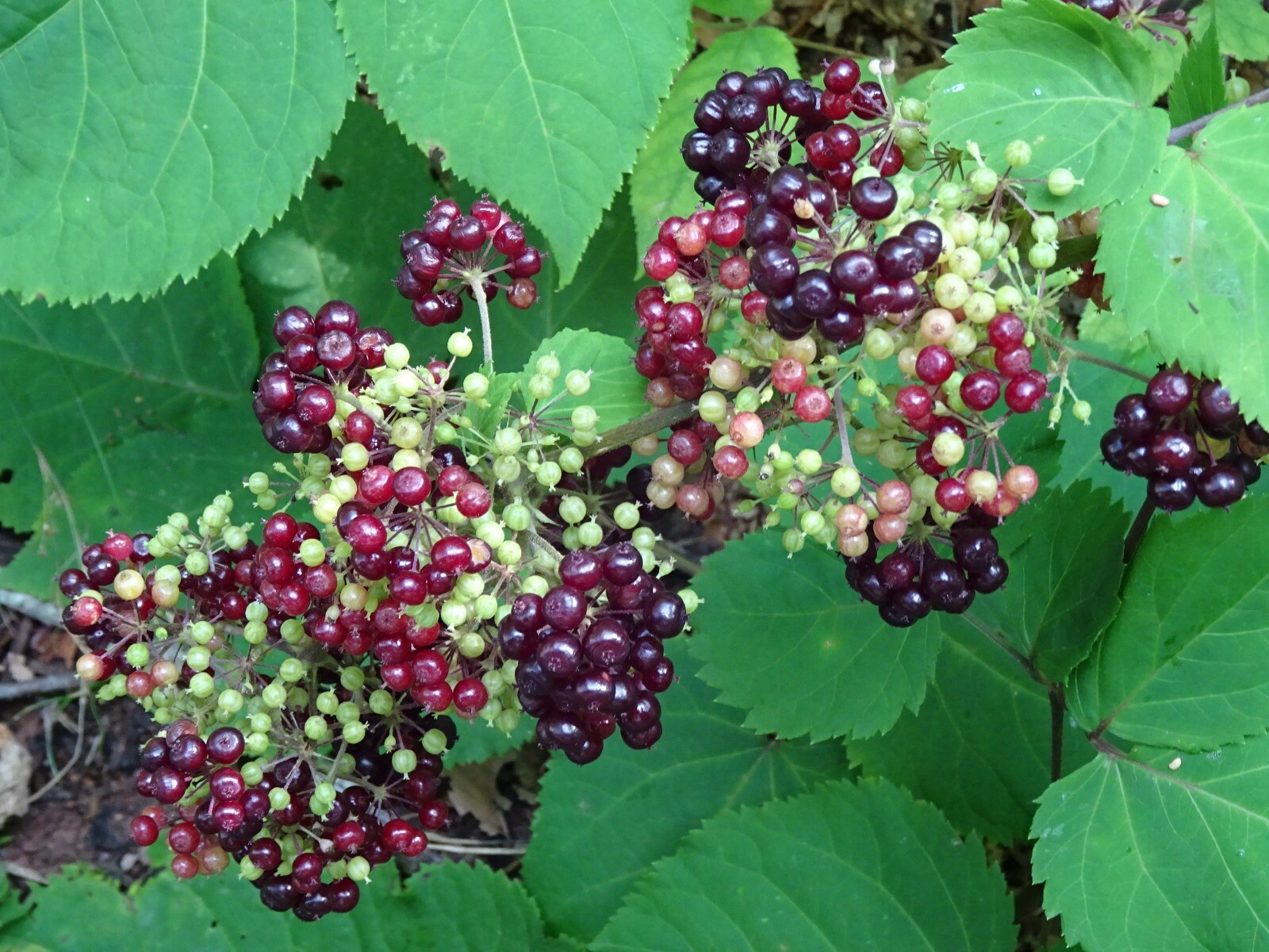 American spikenard Aralia racemosa Native perennial 25 seeds