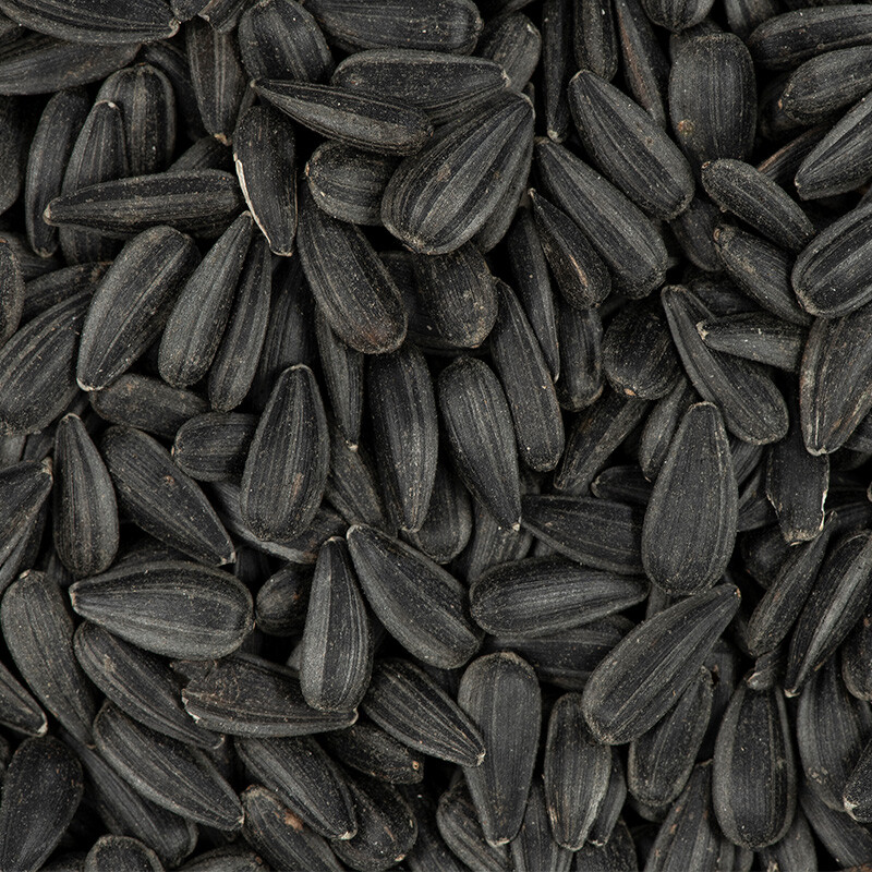 Black Oil Sunflower Seeds for Planting GIANT Sunflowers