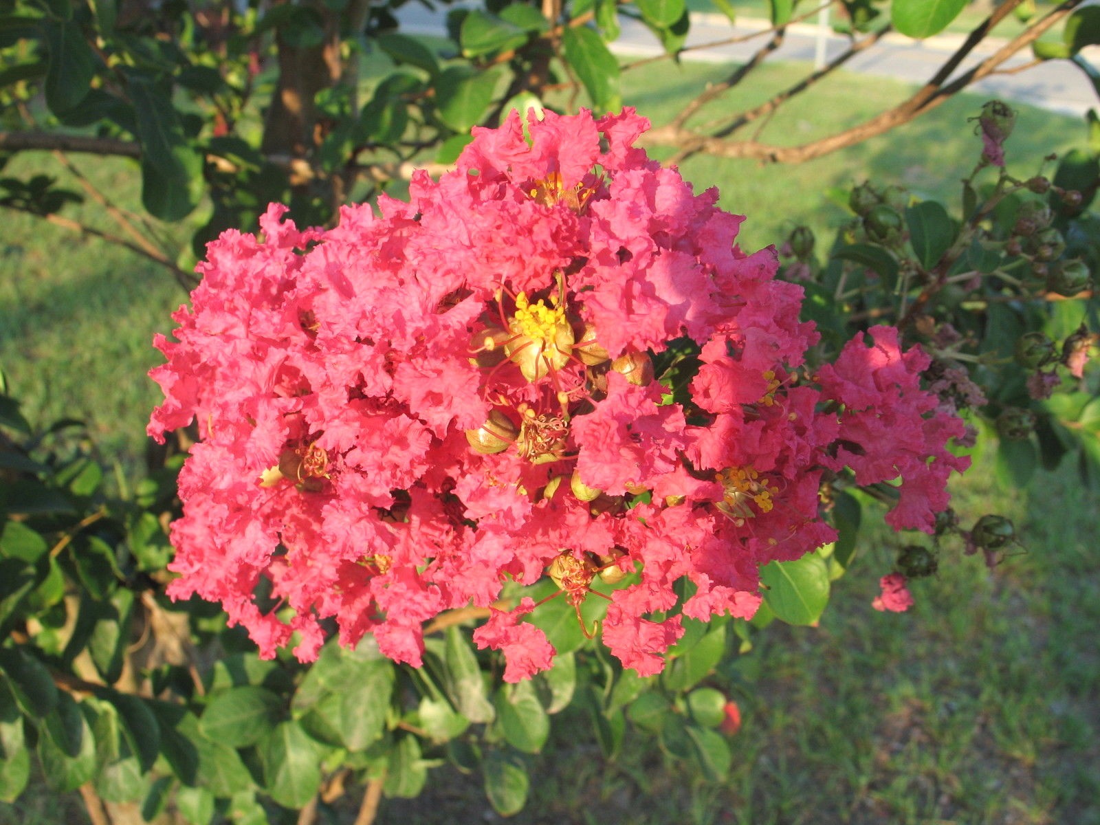 Pink Velour | Crape Myrtle | Lagerstroemia | 10 seeds