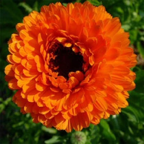 50 Calendula Seeds Geishe Girl Flower