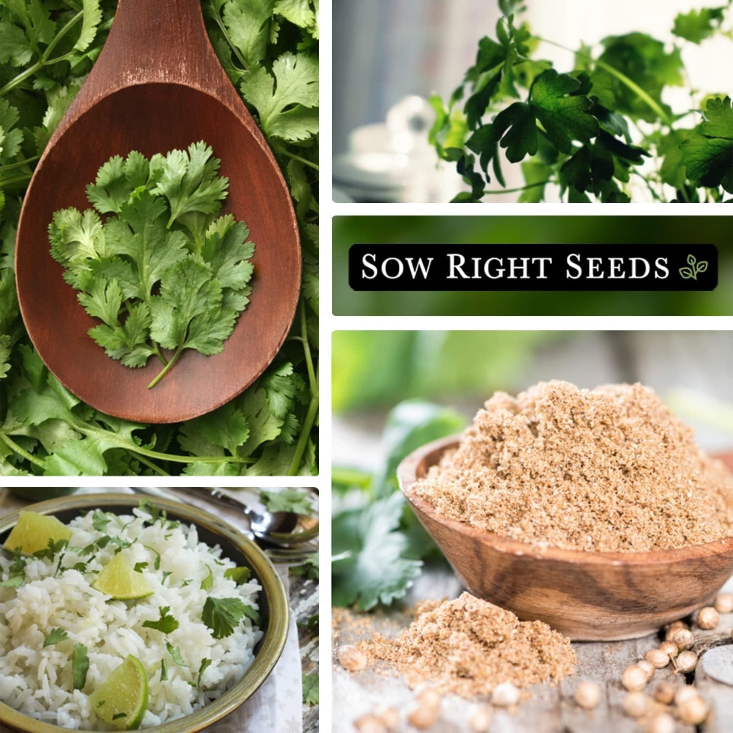 Heirloom Cilantro Seeds – Quick Harvest & High Germination for Your Kitchen