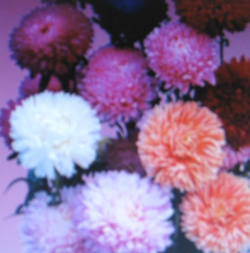 ASTER * CREGO GIANT MIXTURE *