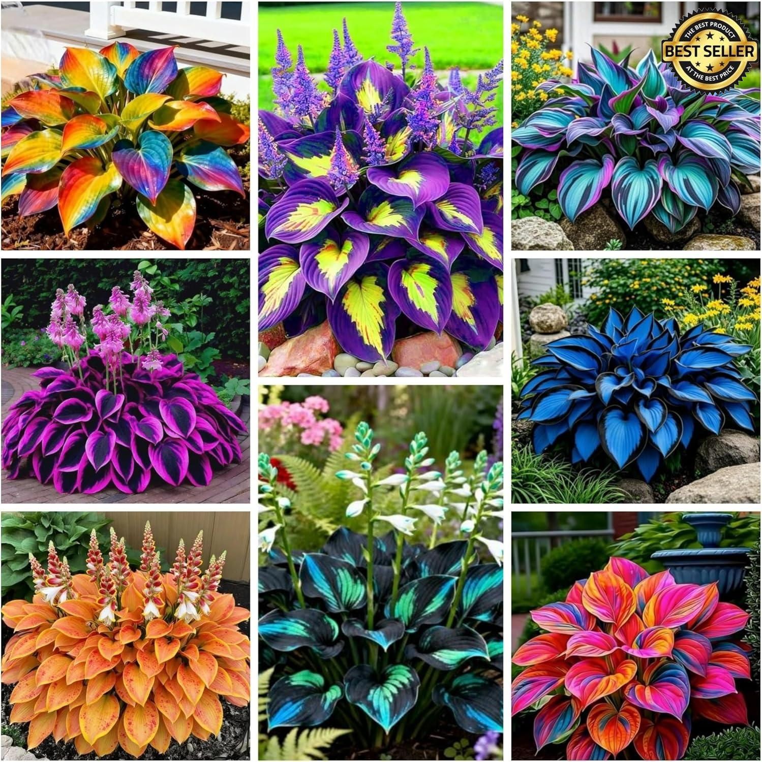 280+ Hosta Seeds Perennial Shade Garden Plant Rare Heart Shaped Attract Hummingb
