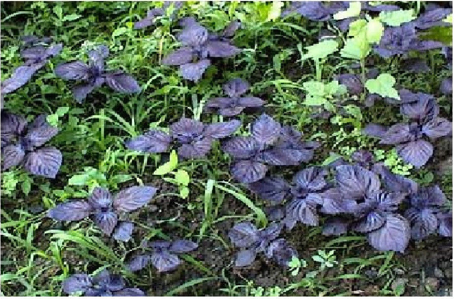 Purple Mint Perilla Plant (Beefsteak)Great Mint Over 500+ Seeds USA Home Grown