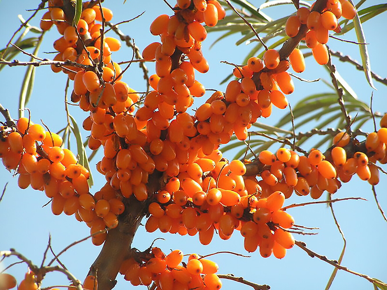 Sea Buckthorn, Hippophae Rhamnoides, Shrub Seeds (Edible, Hardy, Easy)