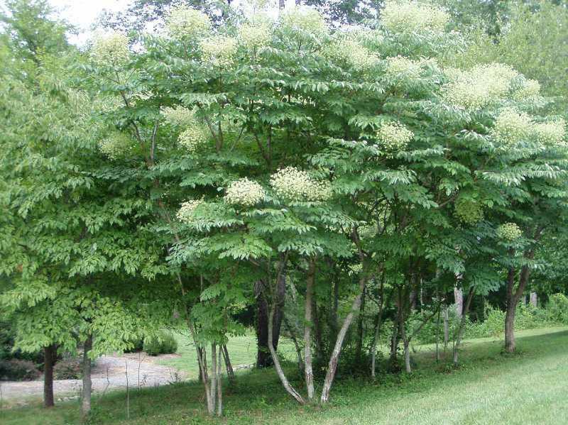 12-24 inches tall Aralia spinosa American Angelica Tree DEVIL’S WALKINGSTICK