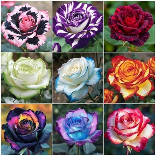 290+ Mixed Color Rose Seeds – Heirloom Non-GMO Perennial Bush & Climbing Flowers