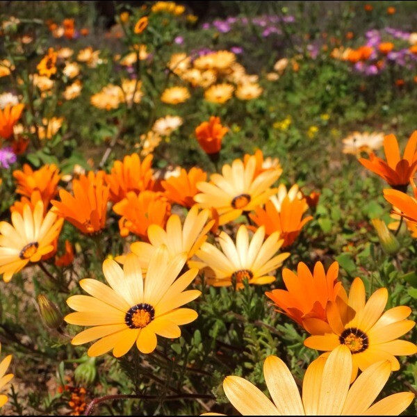 50 AFRICAN DAISY SEEDS | SALE FREE SHIPPING NON GMO HEIRLOOM