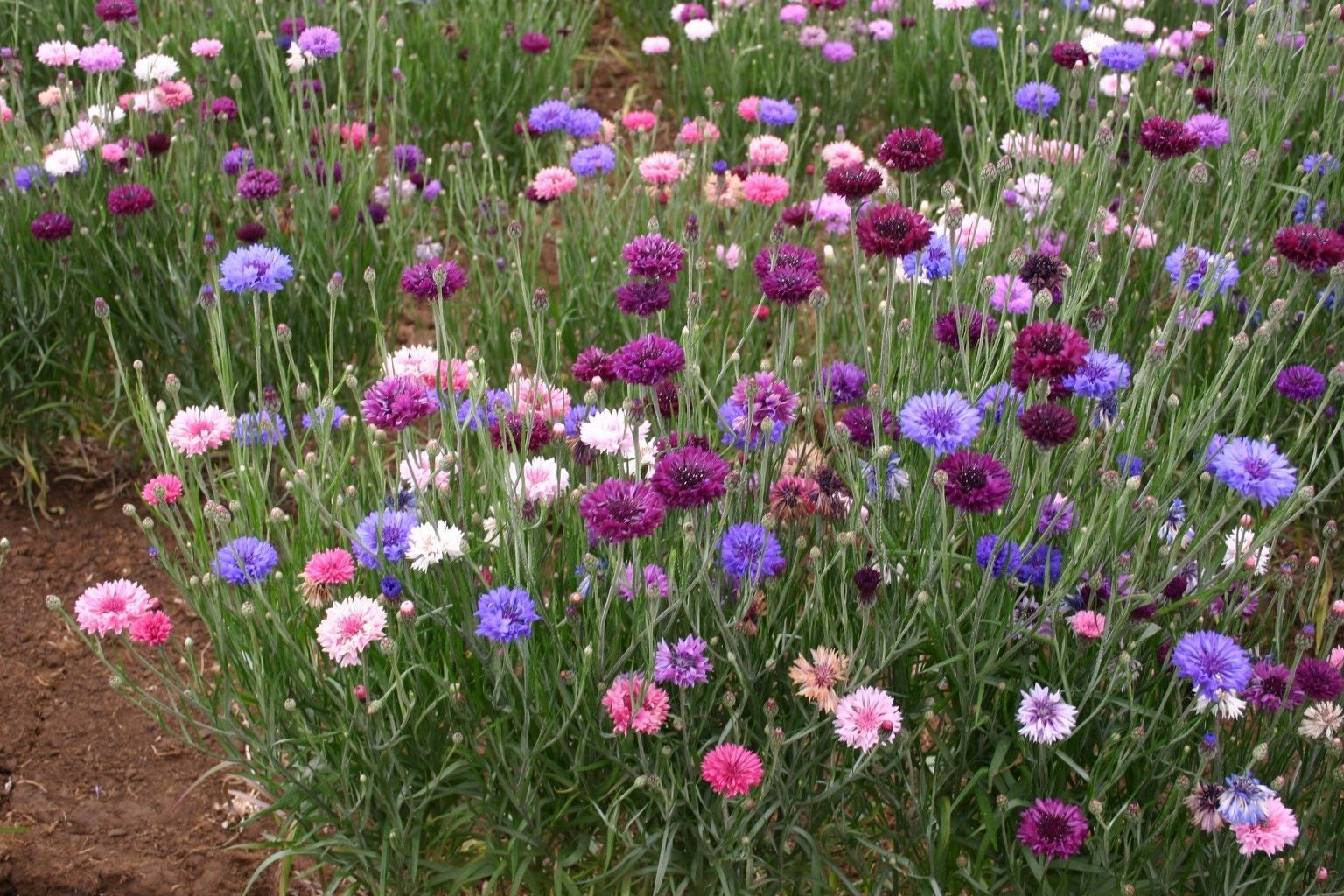 500 Bachelor Button Cornflower Seeds Polka Dot Mixed