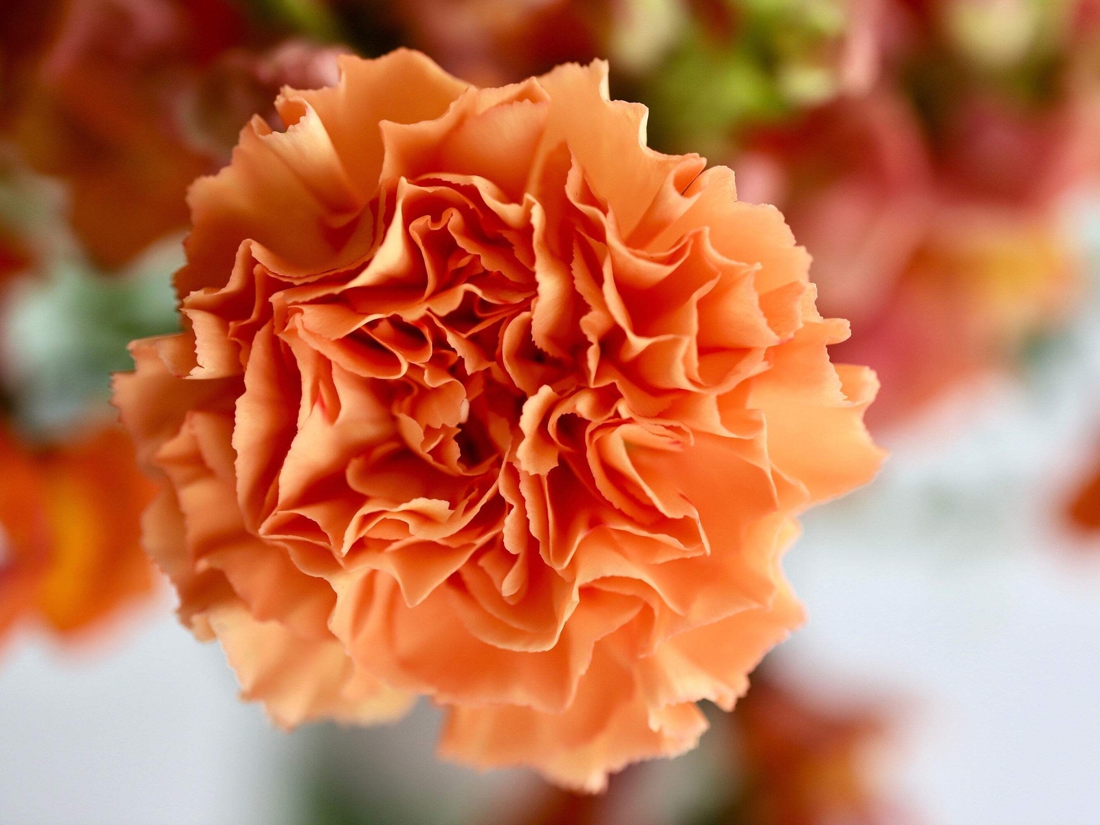 50 ORANGE CARNATION Dianthus Caryophyllus Chabaud Flower Seeds *Flat S/H