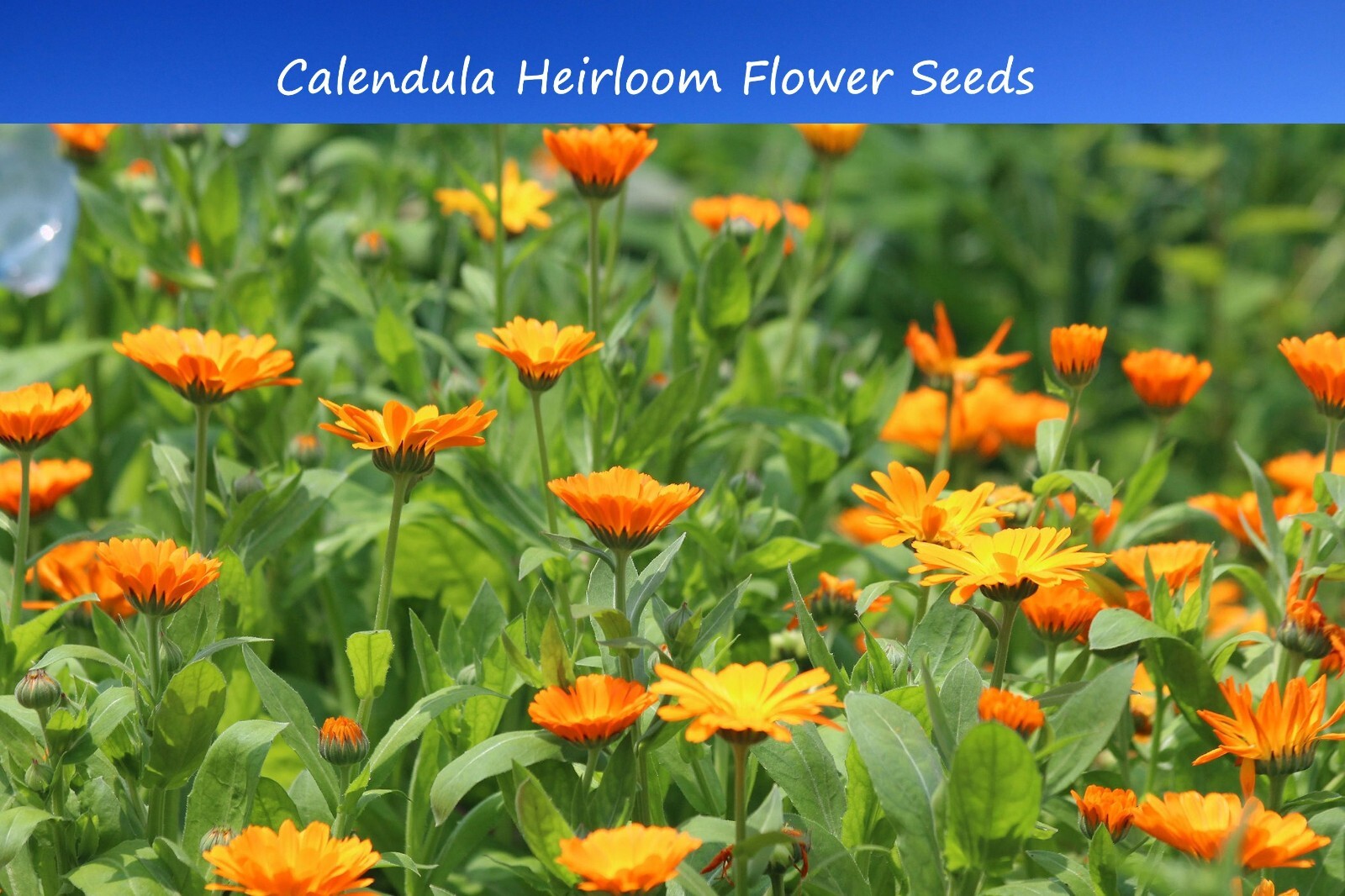 Flower Seeds -Calendula- 25 Seeds -Great potted Annual Perennial Bedding Plant