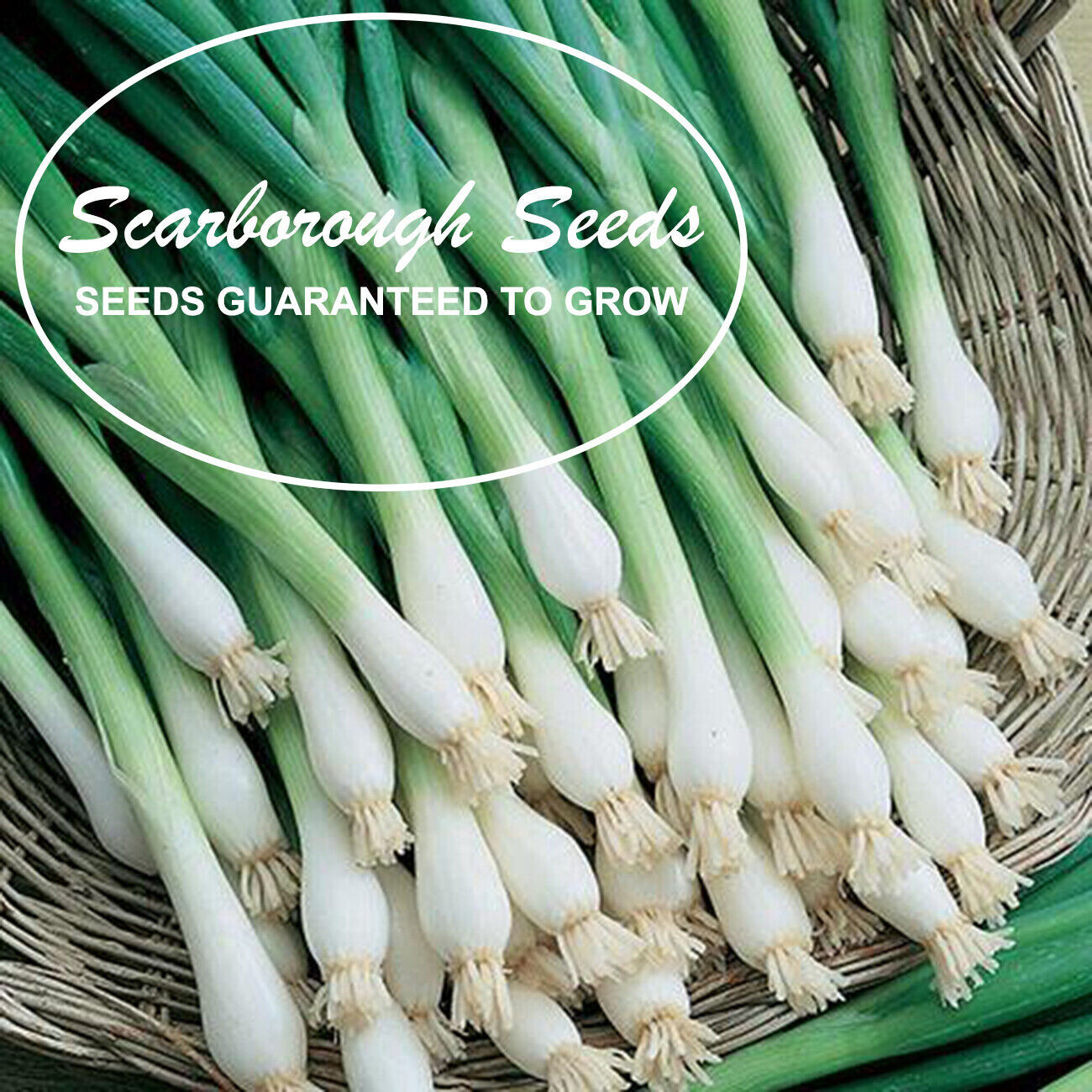 SCARBOROUGH SEEDS GREEN ONIONS TOKYO LONG WHITE 250 SEEDS NON-GMO – USA