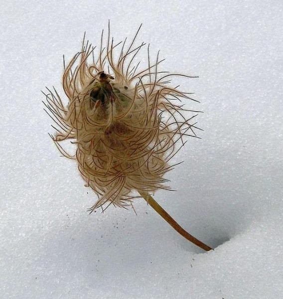 Anemone occidentalis | Western Pasqueflower | 20 Seeds