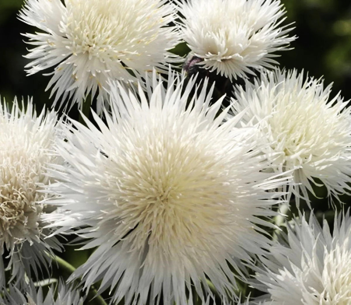 The Bride White Sweet Sultan Seeds – For 2025 Planting Centaurea Amberboa Fluffy