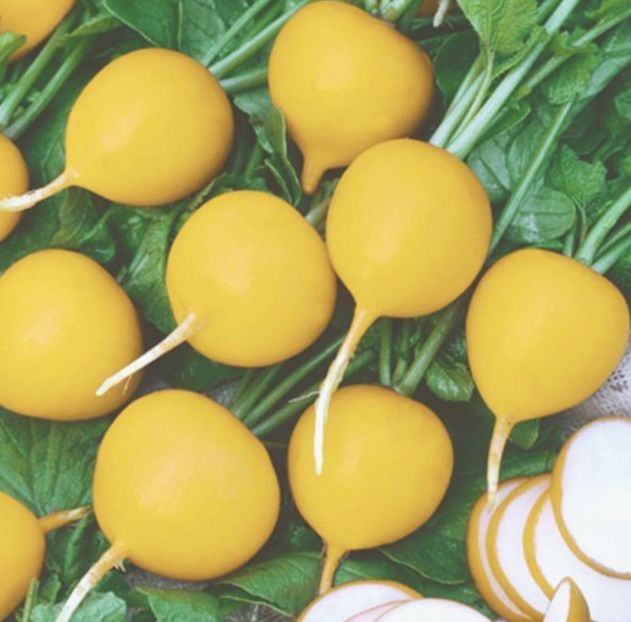 Golden Helios Radish Seeds 100+ SEEDS NON-GMO BUY 4 ITEMS GET FREE SHIPPING