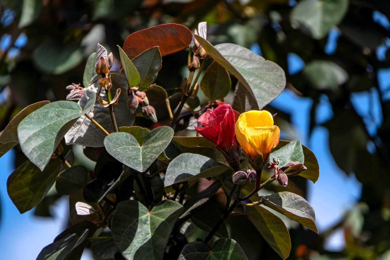 10 PORTIA TREE Yellow Pink Purple Flowers Change Color Thespesia Populnea Seeds