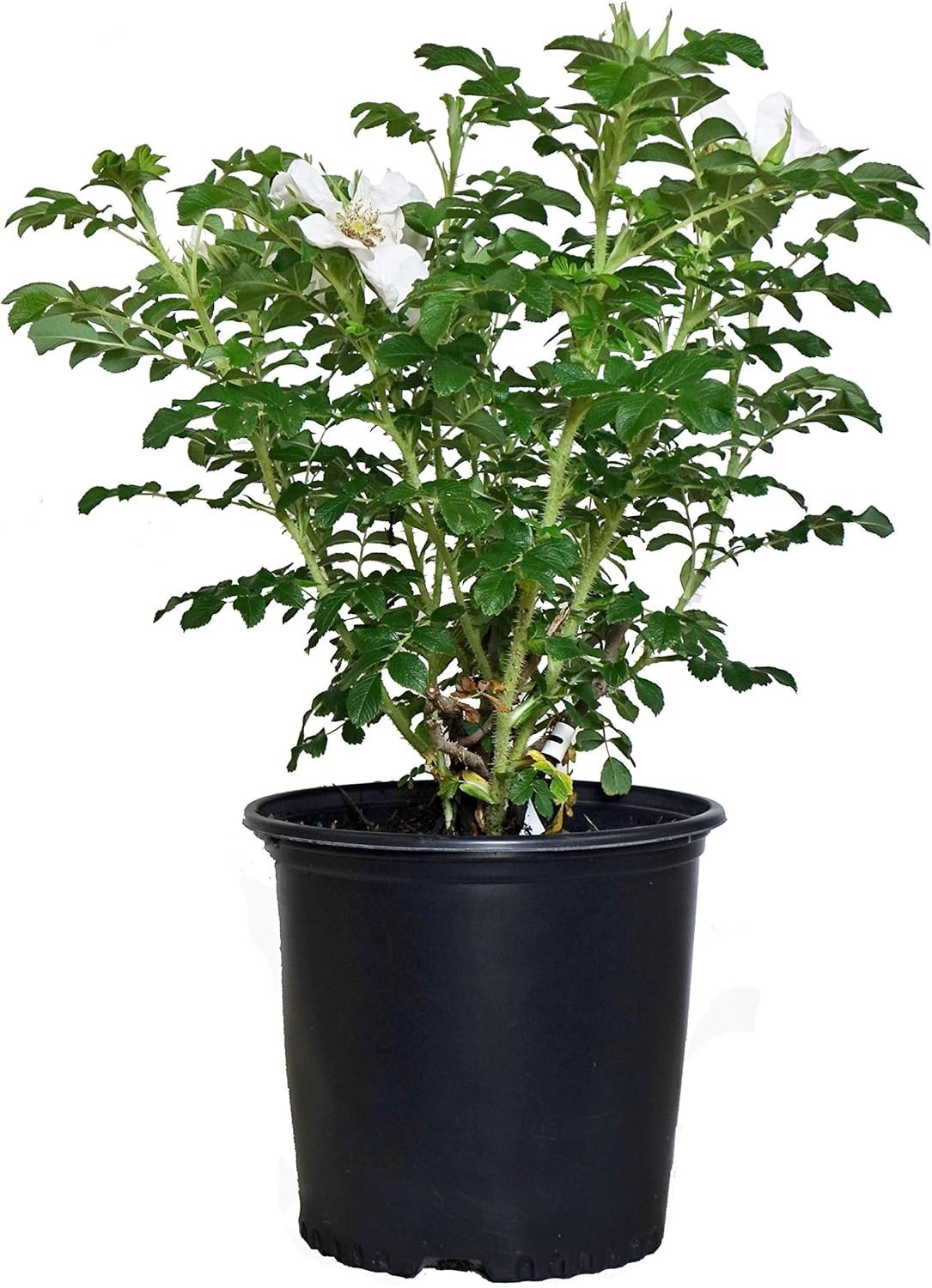 White Rugosa Rose Plant – Hardy & Beautiful