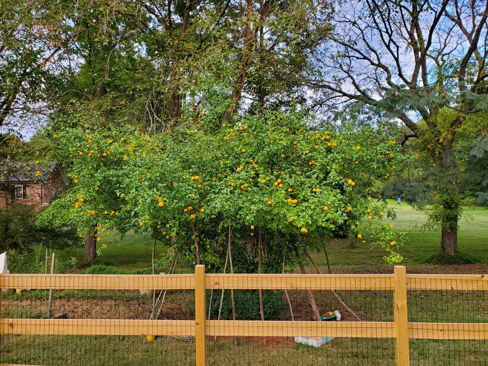 CLEARANCE SALE!! Poncirus Trifoliata Hardy Orange SEEDS 100+ Grow For Grafting🍊