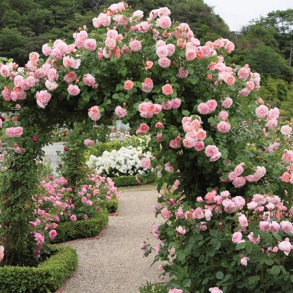 100Pcs Rare Mixed Climbing Rose Seeds Perennial Vine Flower Wall Garden Trellis