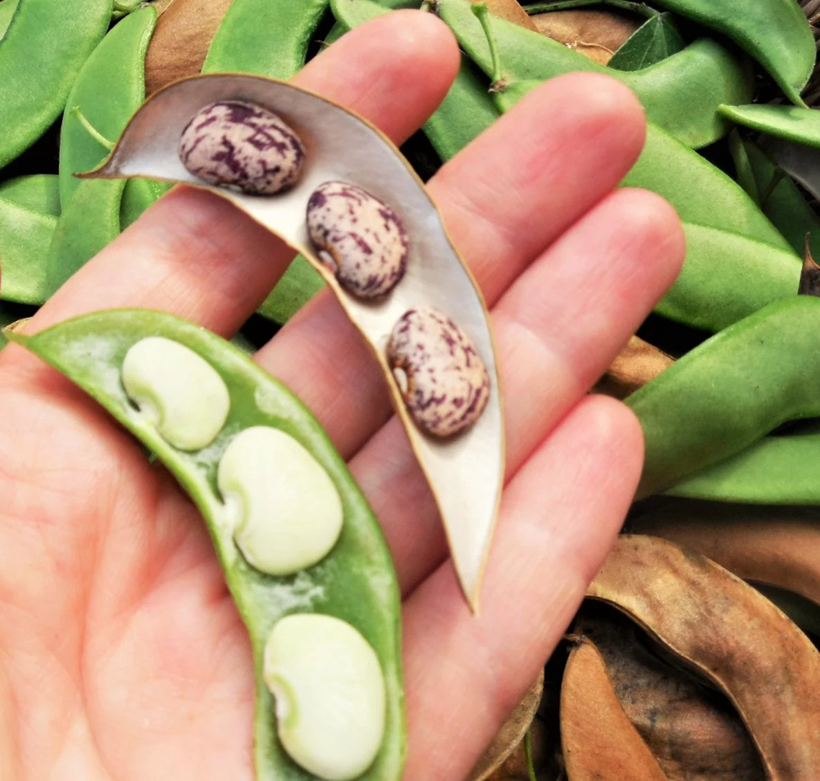 Jackson Wonder Lima Bean Seeds | Southern Speckled Baby Butter Beans Seed 2024