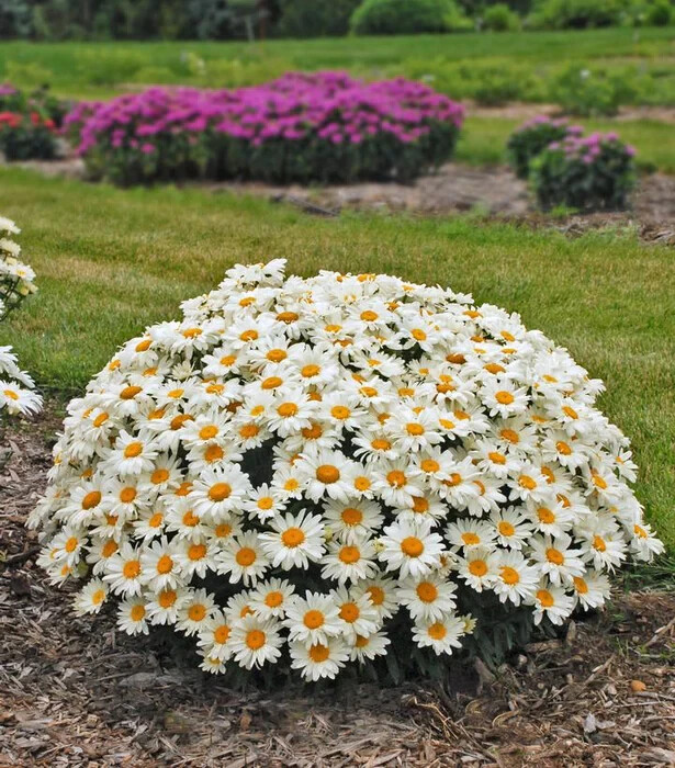 100 ALASKA SHASTA DAISY SEEDS | 2026 FREE SHIPPING NONGMO HEIRLOOM WHITE BLOOMS