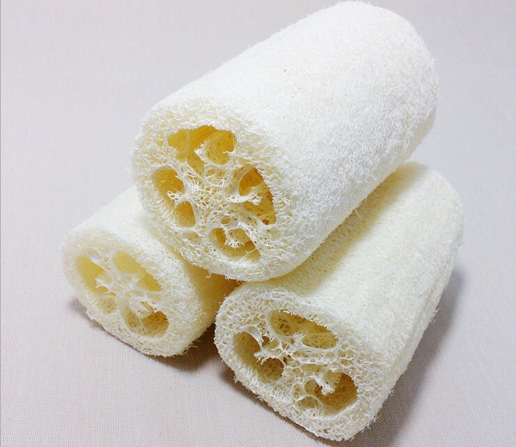 Luffa Cylindrica Vine 10 Seeds, Sponge Gourd, Egyptian Cucumber, Smooth Loofah
