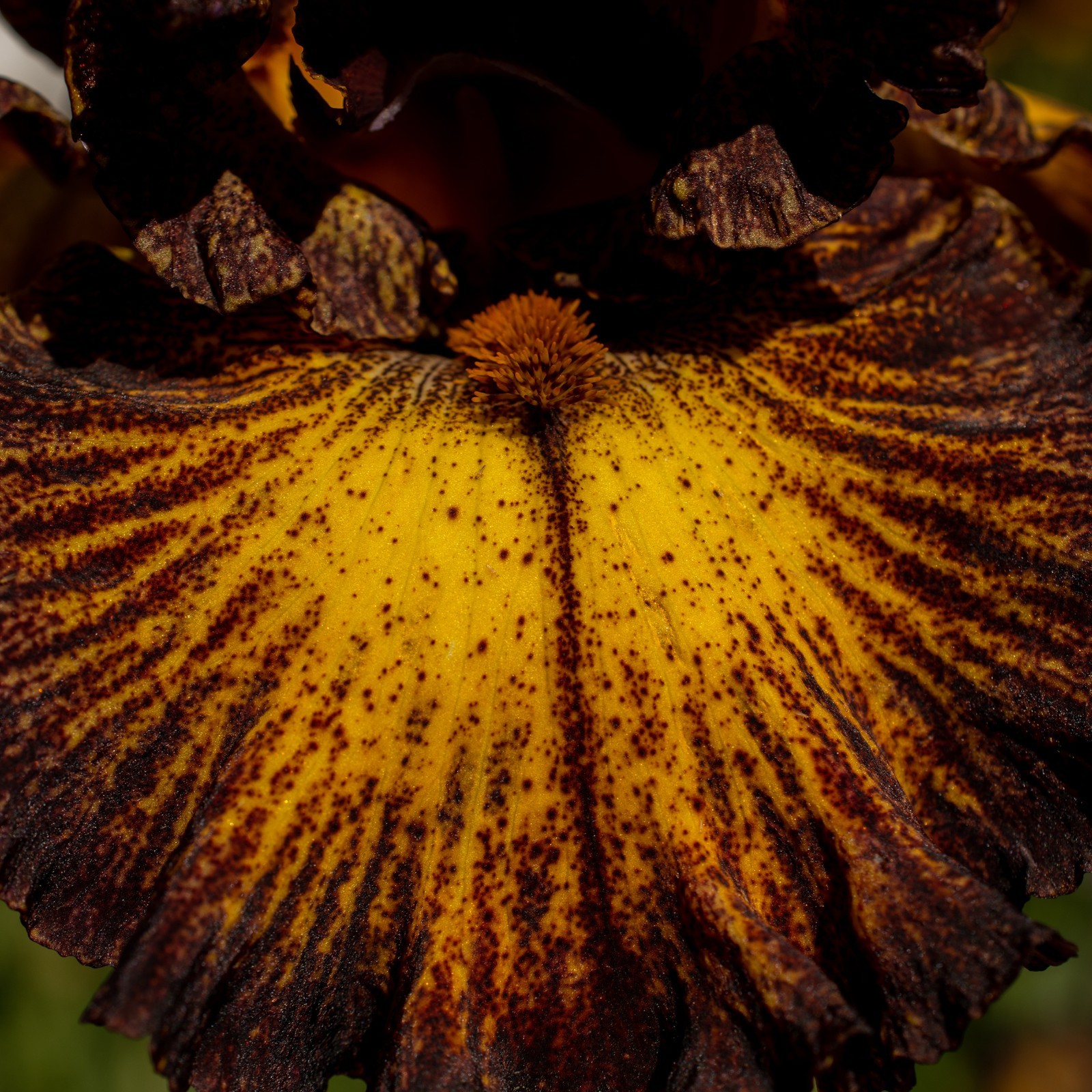 **SORBONNE** Tall Bearded Iris. Pre-Order, Combined Shipping: Jul – Sep