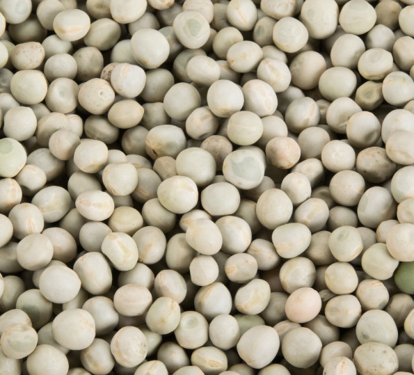 “BEST ON EBAY” 25 GREEN PEA SPROUTING SEEDS FRESH HARVEST IN 2020, BIG