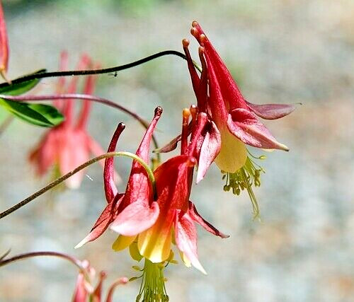 WESTERN RED COLUMBINE, 200 SEEDS, AQUILEGIA FORMOSA, SITKA COLUMBINE