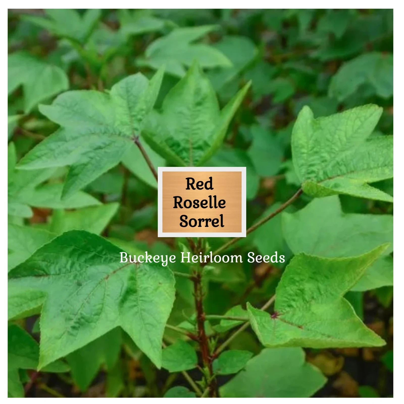 Red Roselle Sorrel | Asian Sour Leaf | 20 Seeds | Hibiscus sabdariffa