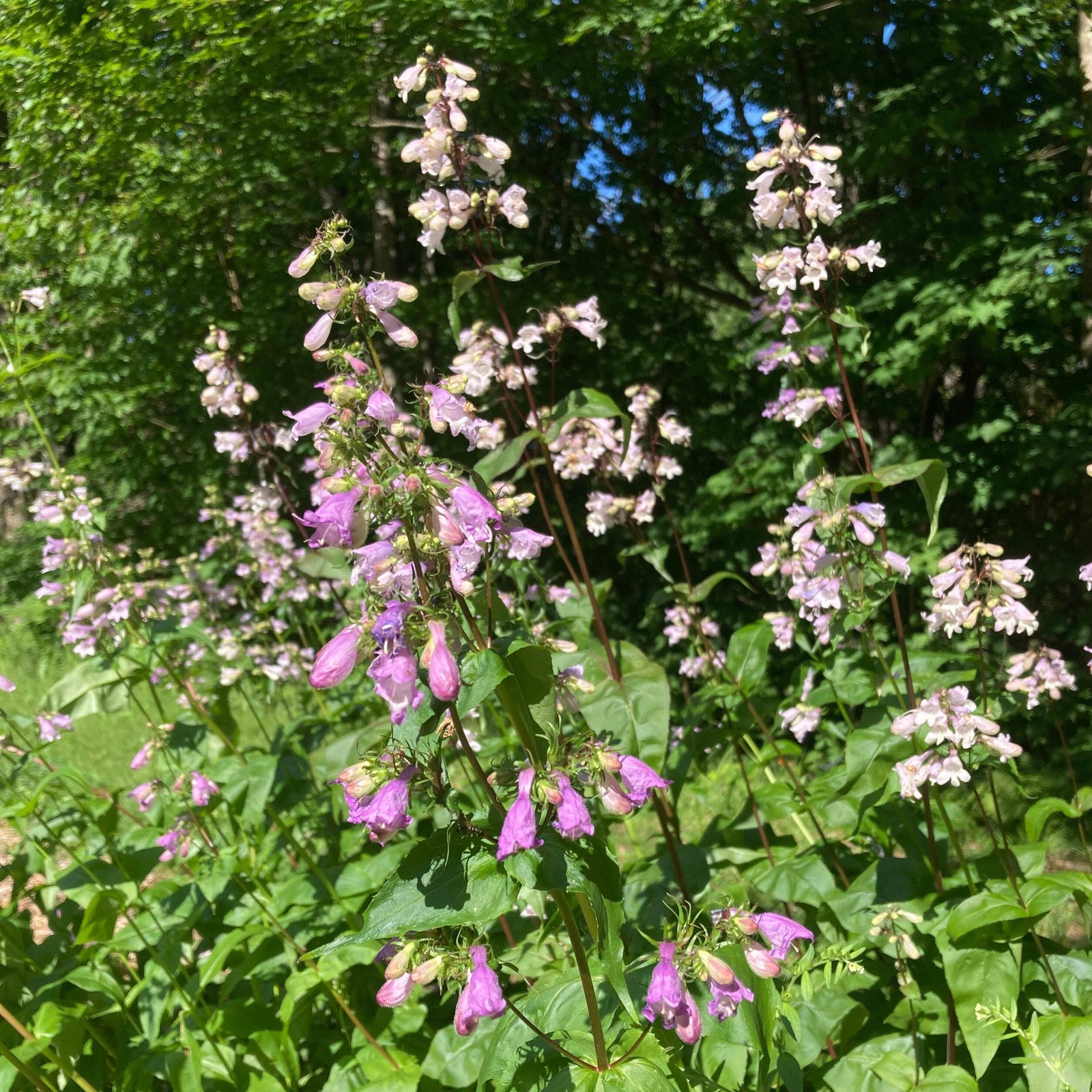 Smooth Penstemon Seeds, Beardtongue (Penstemon digitalis) ~Native Wildflower