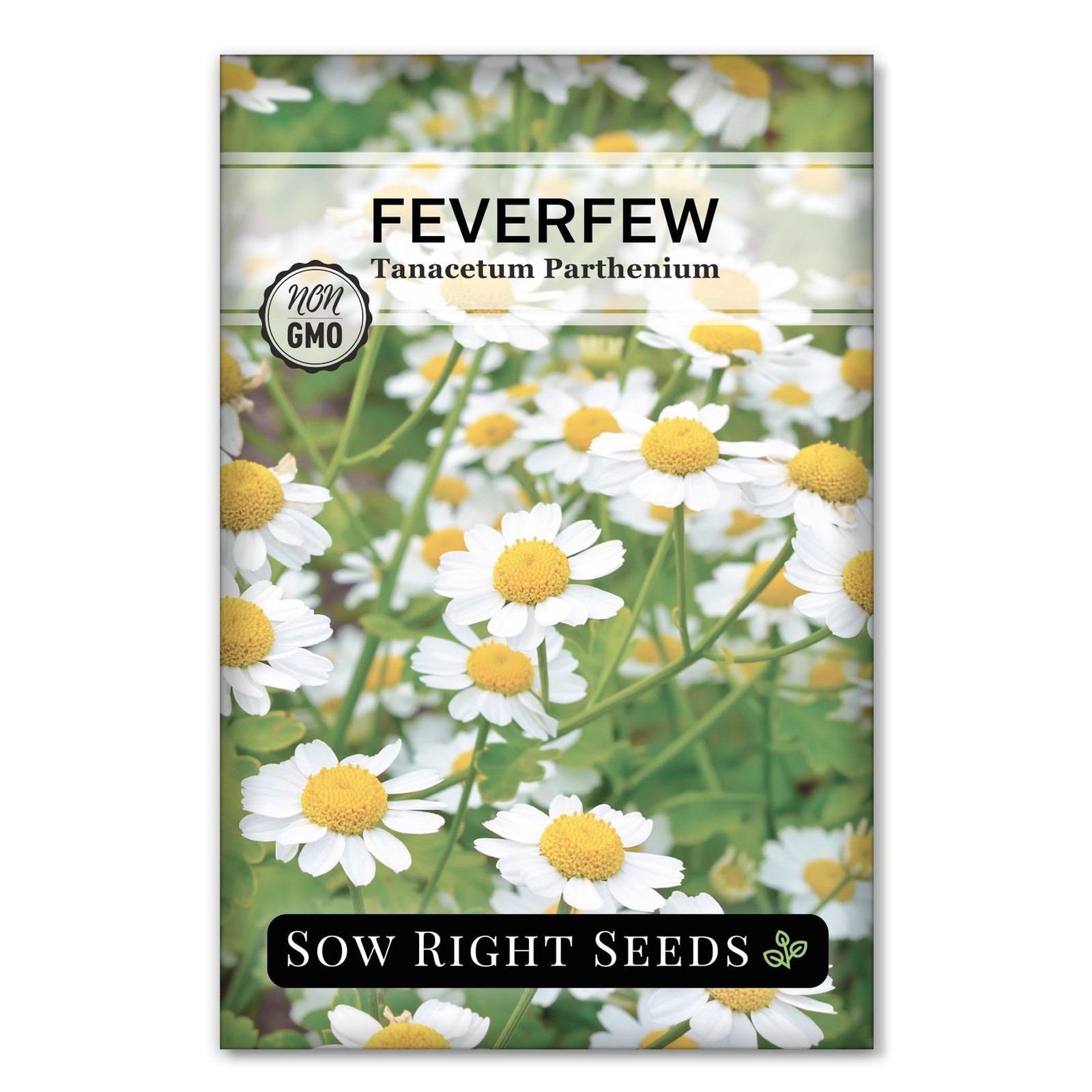 – Feverfew Seeds for Planting – Non-GMO Heirloom Packet with Instructions to …