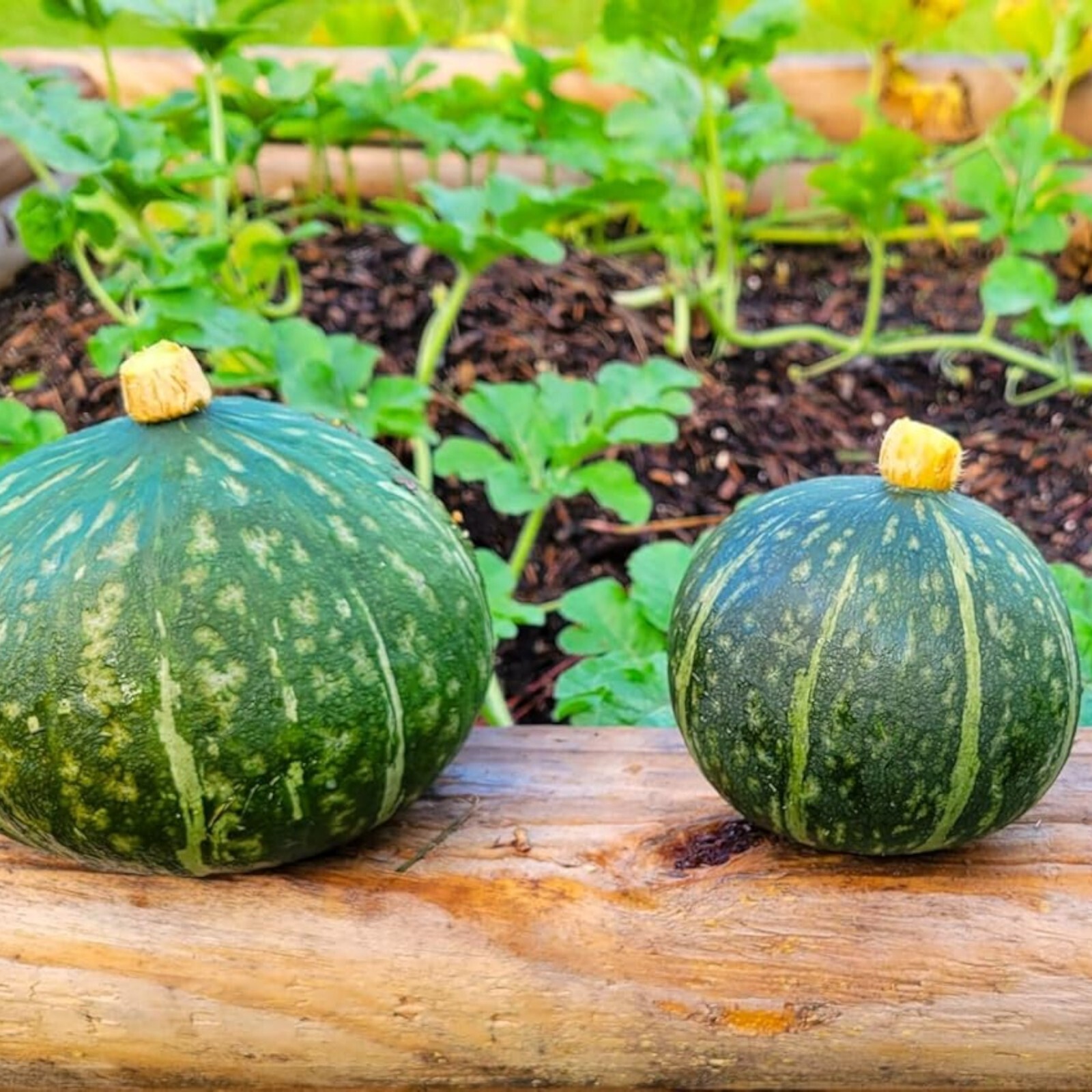 Kabocha Squash Seeds – 15 Seeds – Non-GMO Heirloom Japanese Pumpkin