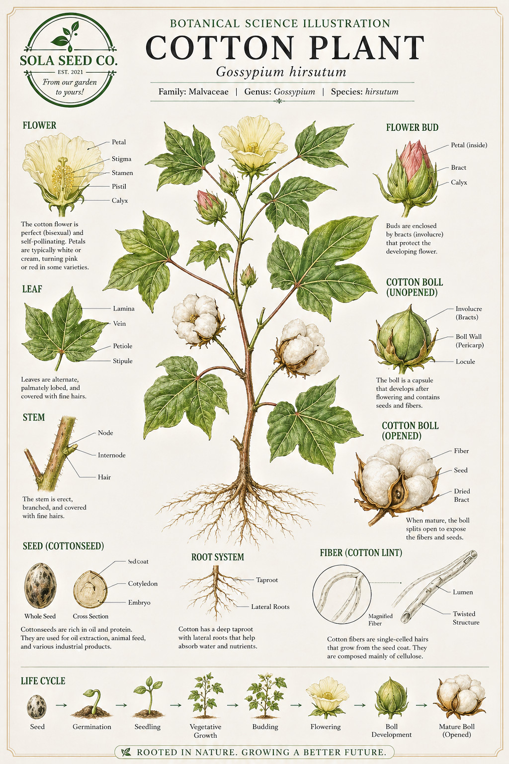 20 Heritage Cotton Seeds, Survival Seed, Ornamental, Multiple Use, Non-GMO, USA