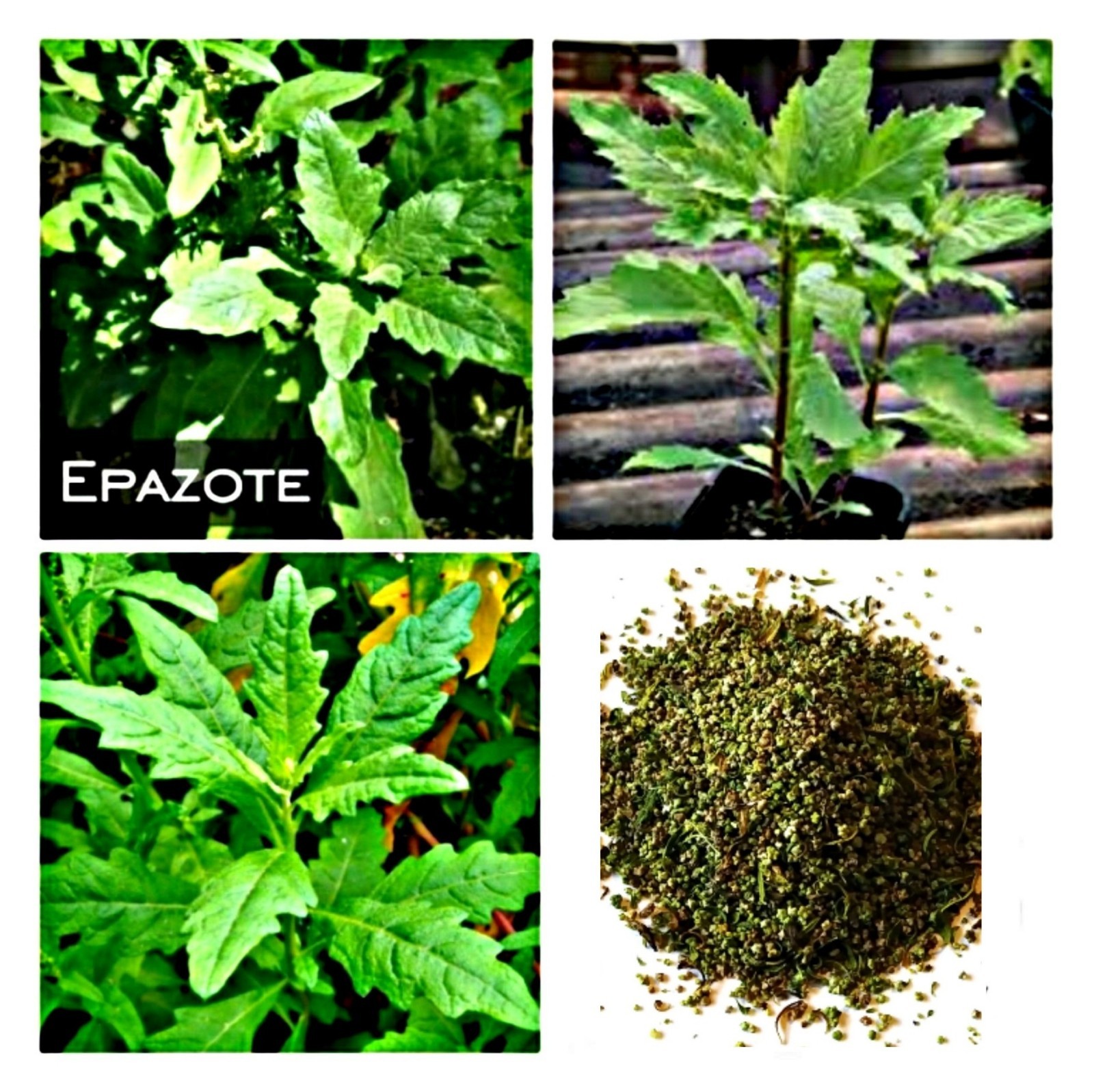 (1 Oz.) Bulk Organic Epazote Seeds