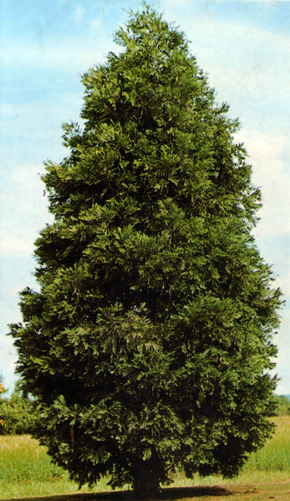 Incense Cedar, Calocedrus decurrens (Libocedrus decurrens), Tree Seeds