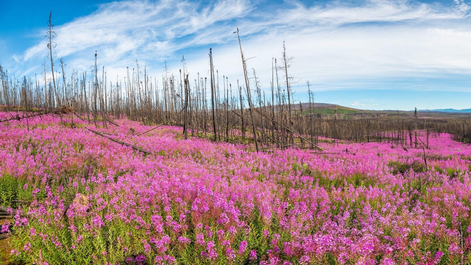 300 FIREWEED / ROSEBAY (Great Willowherb) Epilobium Angustifolium Flower Seeds