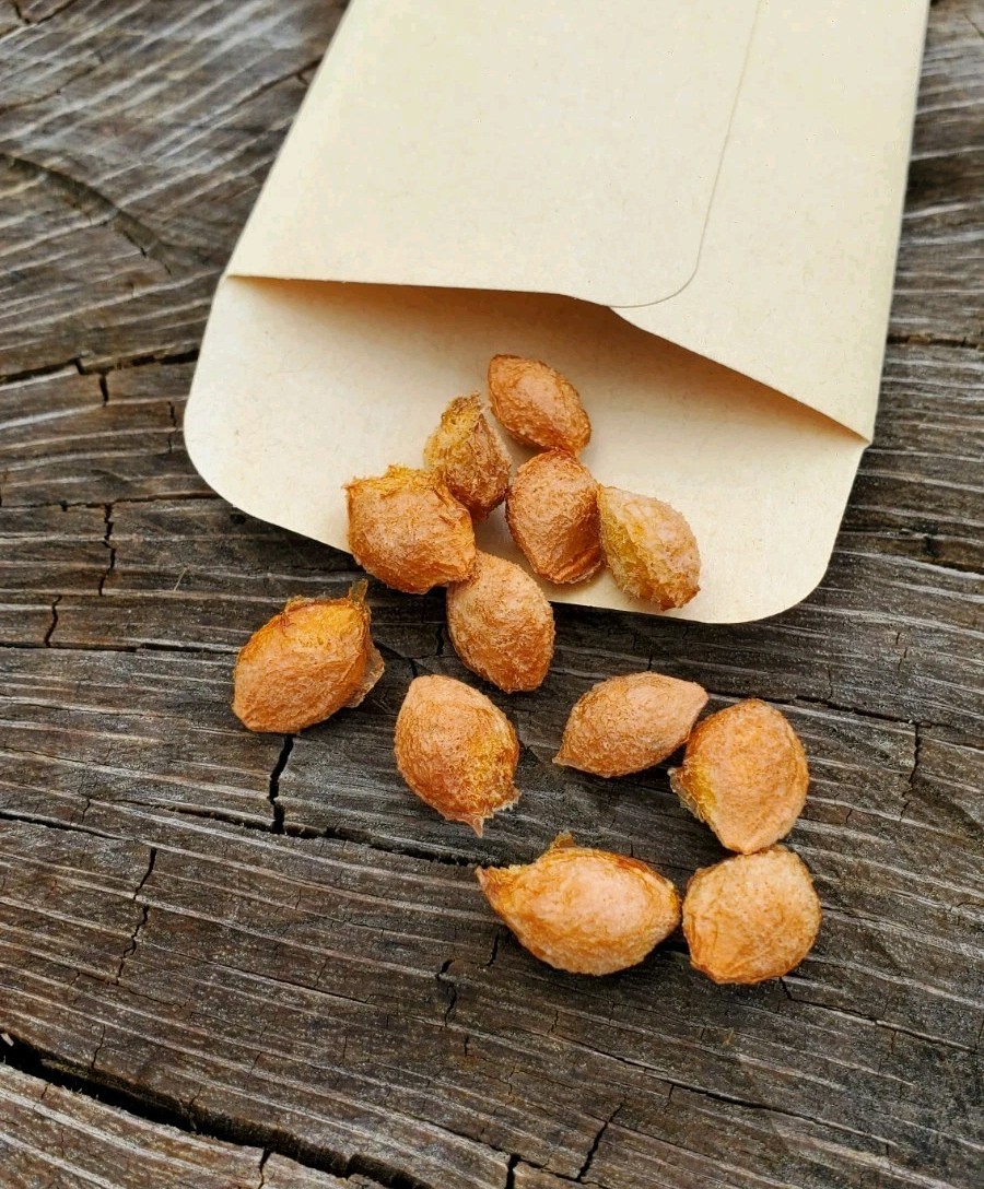 10+ Flatwoods Plum Seeds – Fresh 2026 Harvest | Beyond Organic