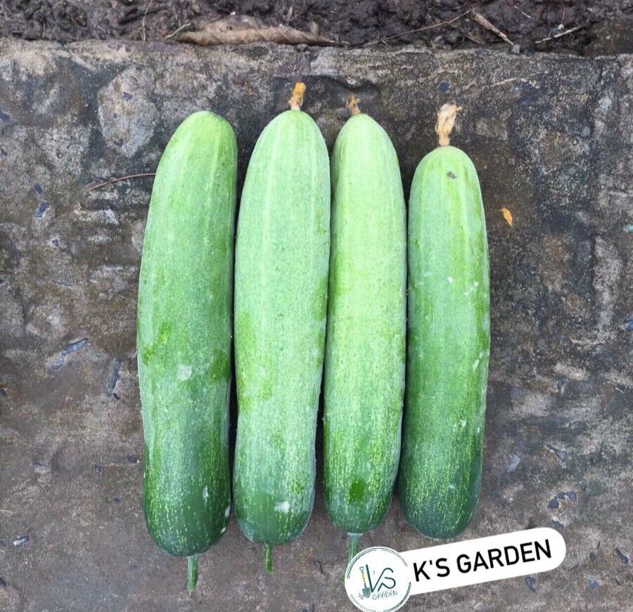 (20 PCS) F1 CUCUMBER SEEDS, DƯA LEO LAI F1 | 98% GERMINATION |