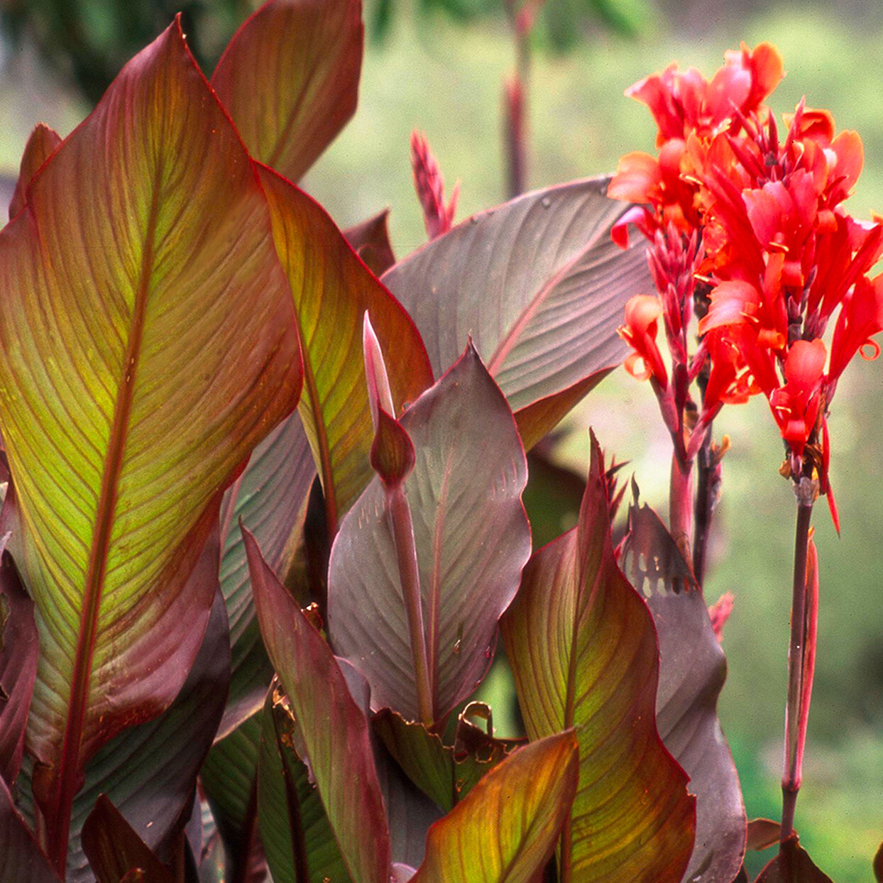 3 bulbs – Cana Lilly Bulbs Red Bloom with Burgundy-green leaves – Lot of 3 bulbs
