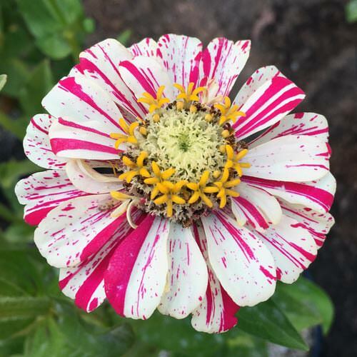 Zinnia CANDY STRIPED Flower Mix Heirloom 3-4″ Double Flowers Non-GMO 100 Seeds.
