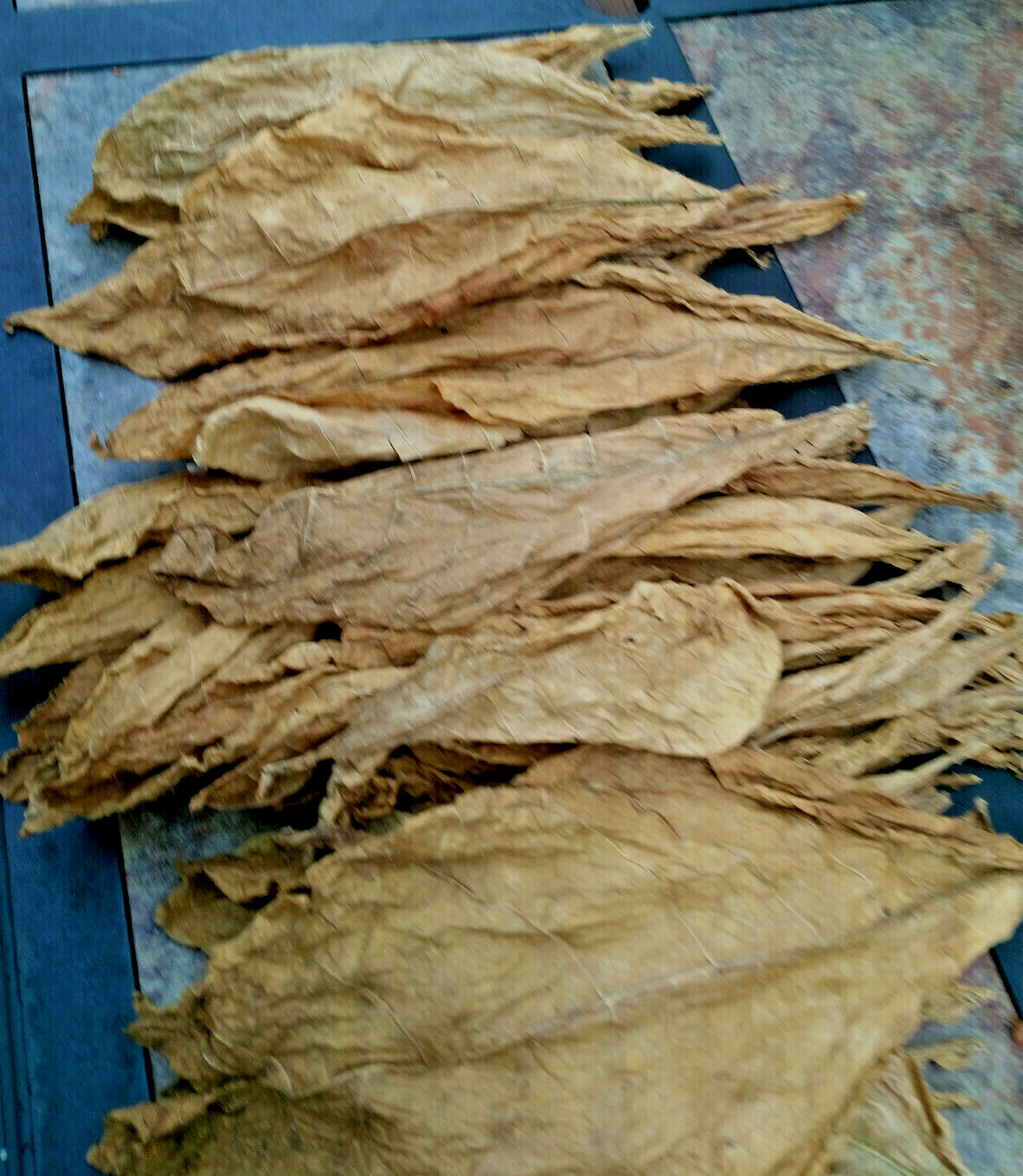 500+ MACEDONIAN PRILEP TOBACCO SEEDS VERY RARE ORIENTAL AROMATIC 2025 CROP