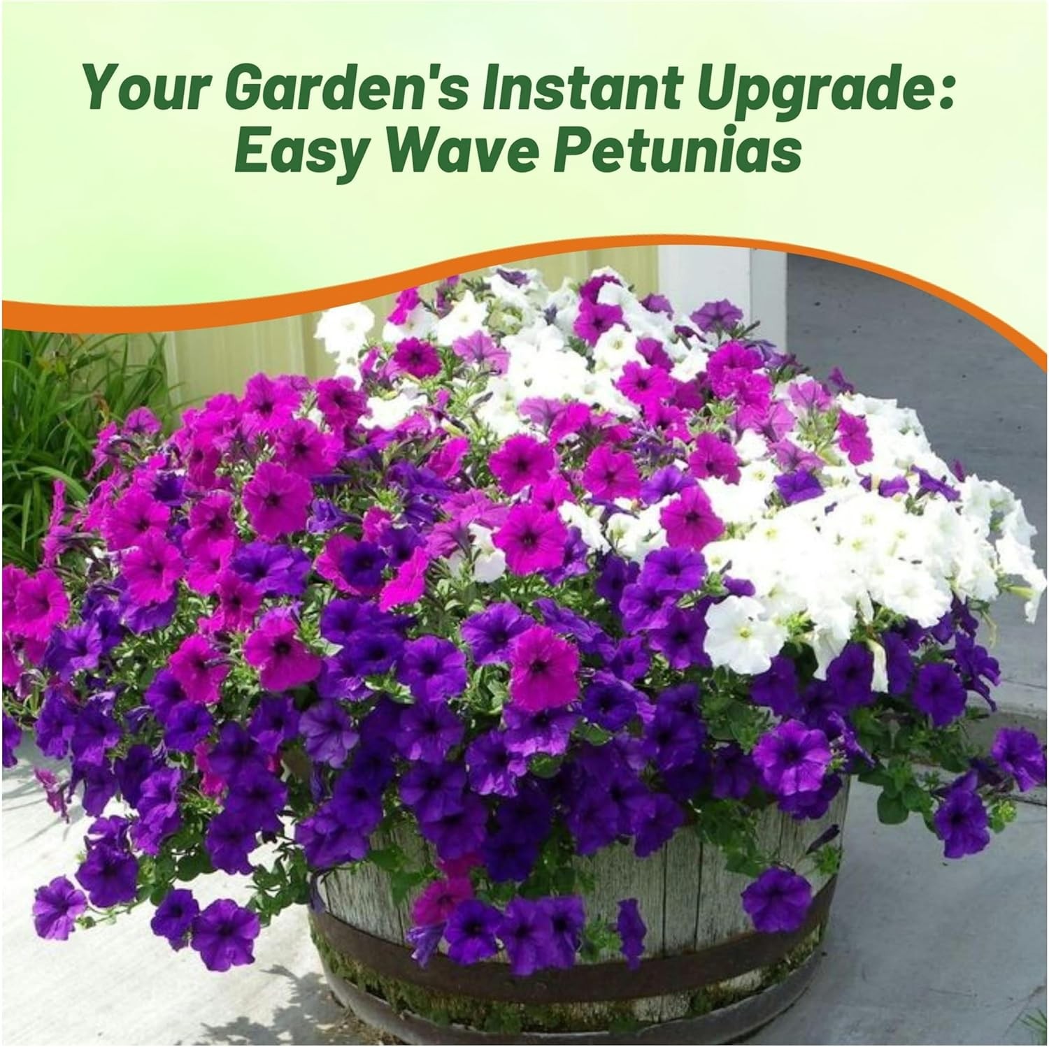 30 Seeds Easy Wave Spreading Petunia Great Lakes Flower Seed Mix